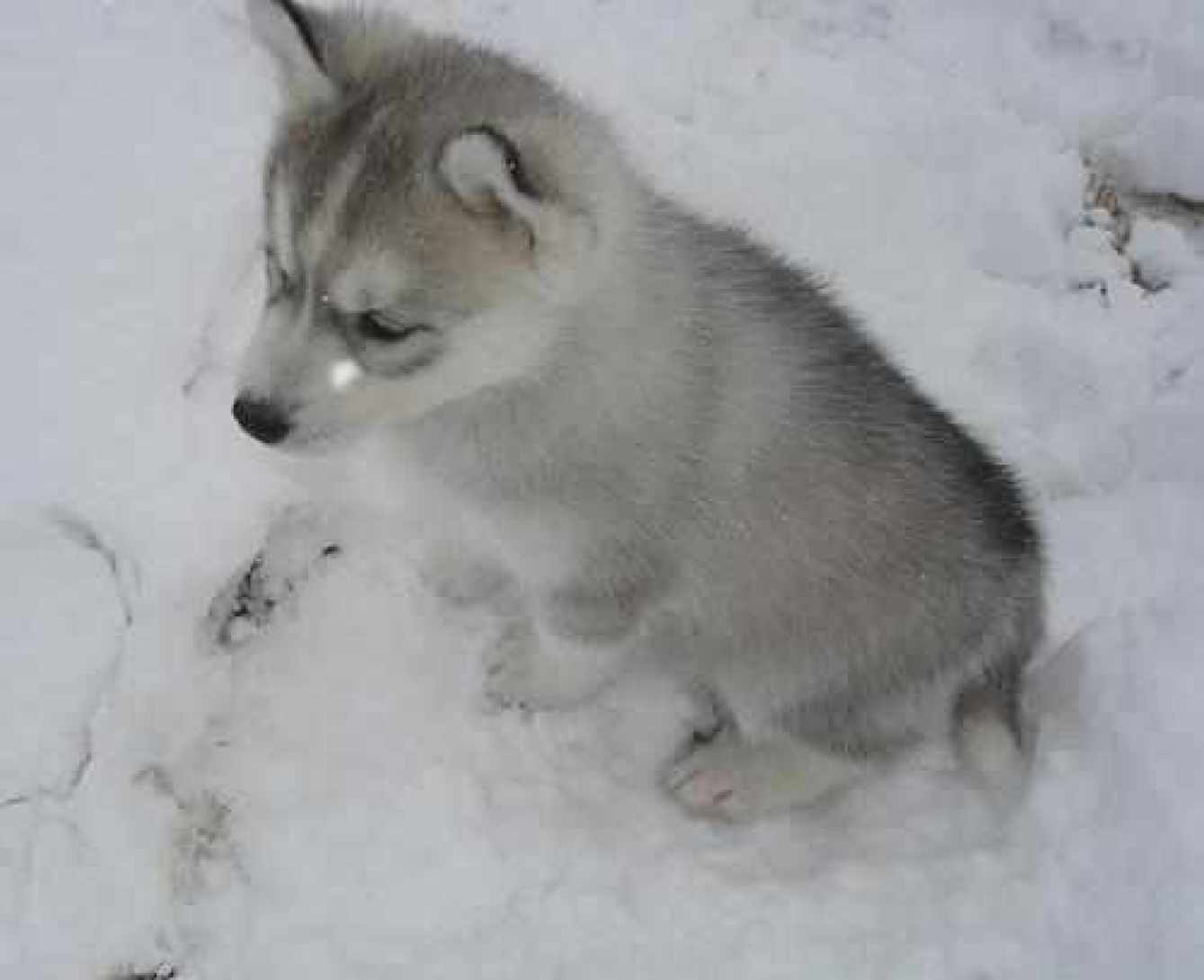 Gorgeous Male And Female Siberian Husky