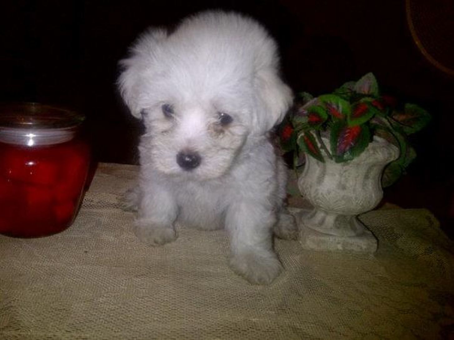One female Maltese for sale