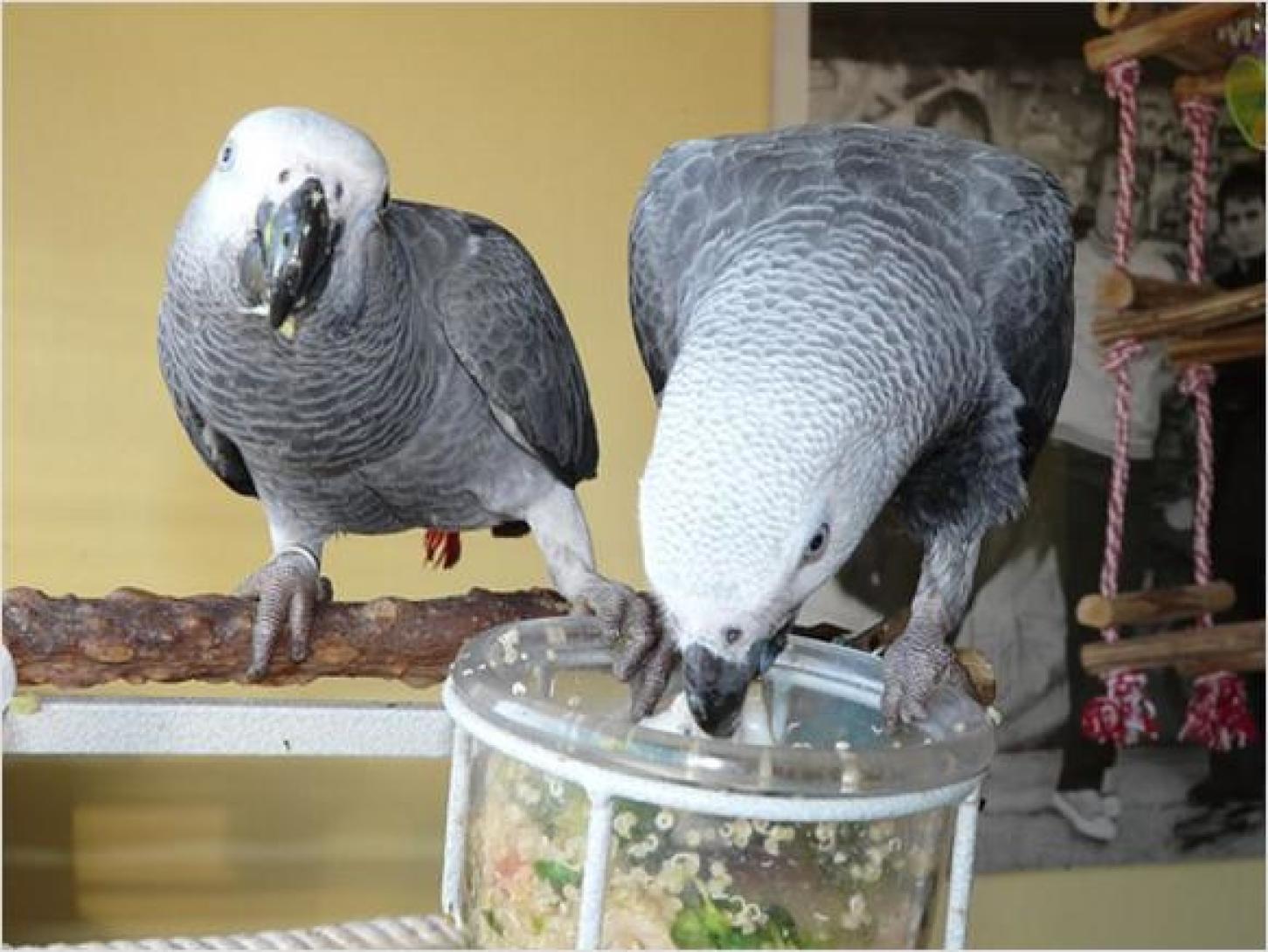 cute African grey pair available