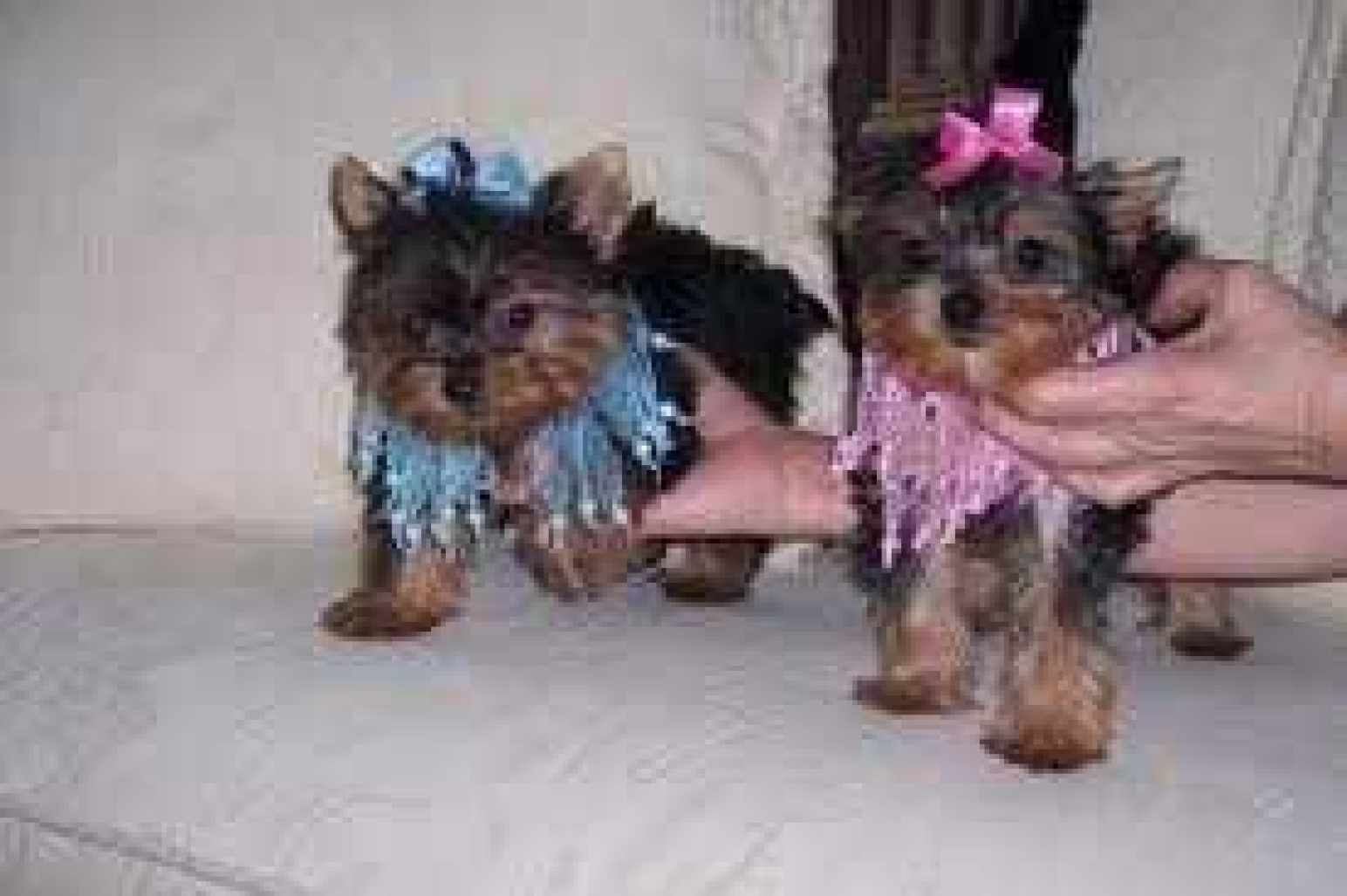 Pops Lovely Yorkshire Terrier Puppy
