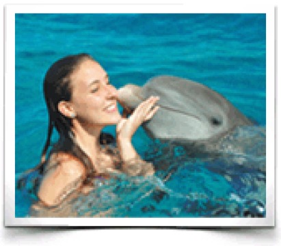 Dolphin Discovery