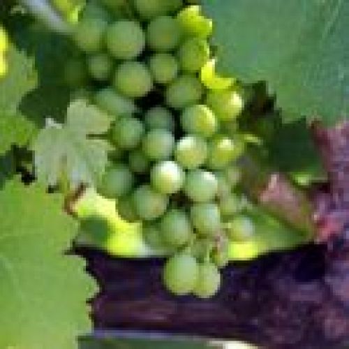 Vino Veritas