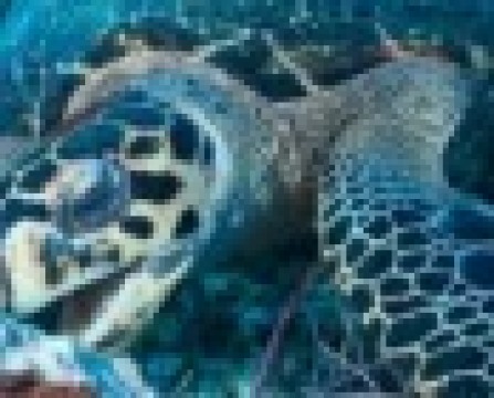 Deep Blue Images Photography & Videography