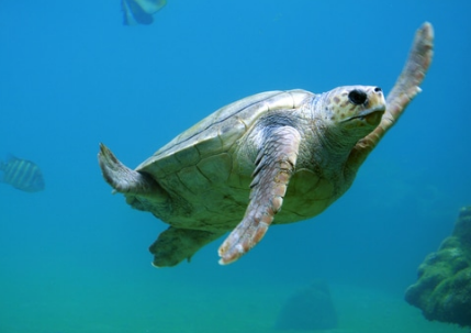 Cayman Turtle Farm