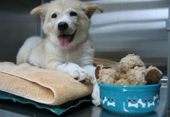 Cayman Animal Hospital