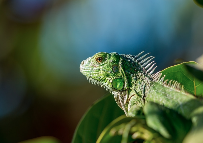 Blue Iguana Conservation