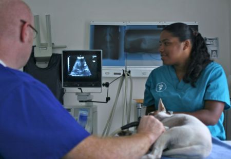 Cayman Animal Hospital