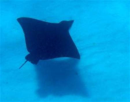 Captain Shelby's Charter Boat Operation