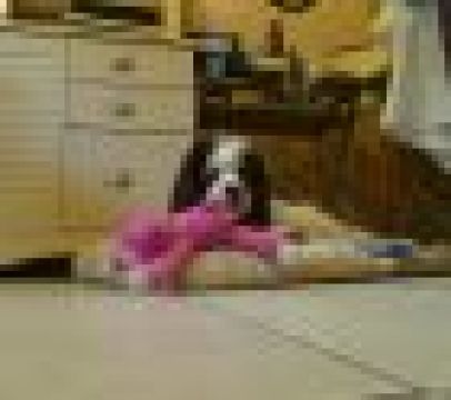 Cayman Animal Hospital