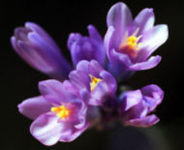 Paradise Landscaping Services