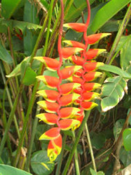Power Flower Ltd.