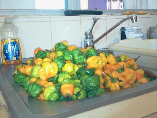 Cayman Pickle Farm