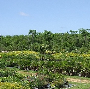 Cayman Growers