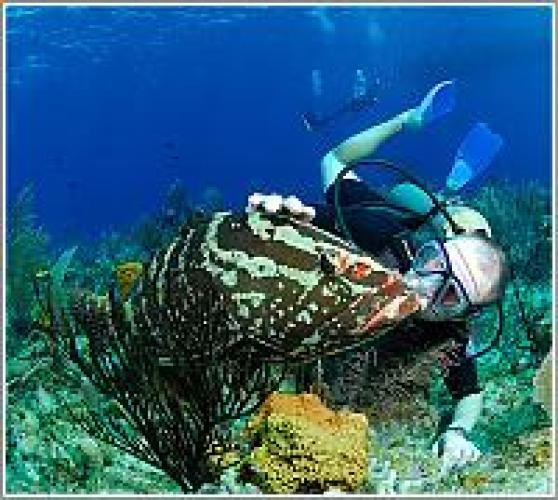 Brac Reef Beach Resort