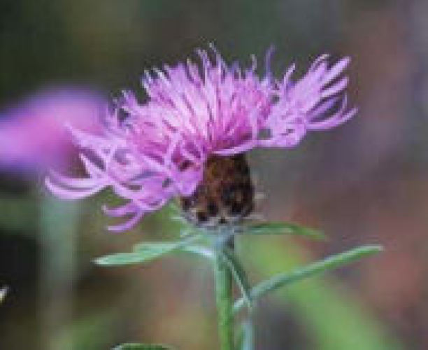 Paradise Landscaping Services