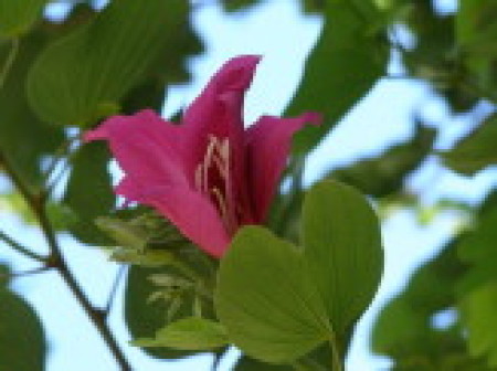 The Queen Elizabeth II Botanic Park
