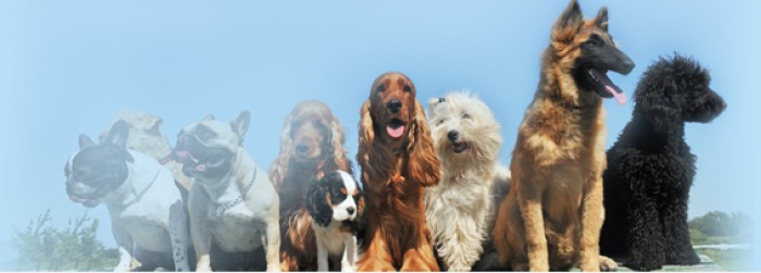 Cayman Canine Training Services