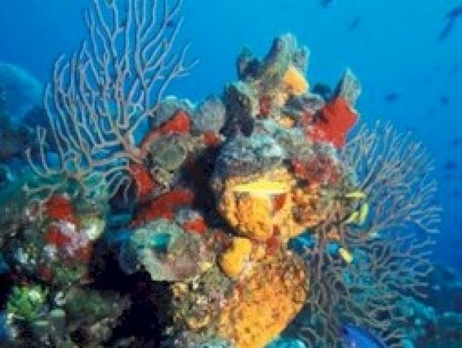 Cayman 6 Pack Divers