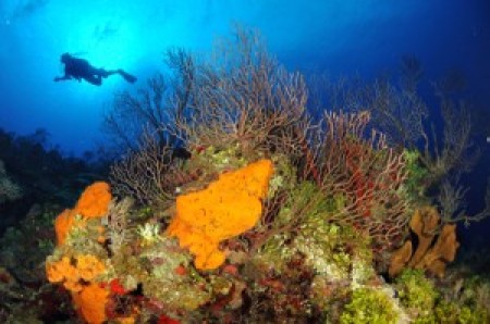 Lobster Pot Dive Center