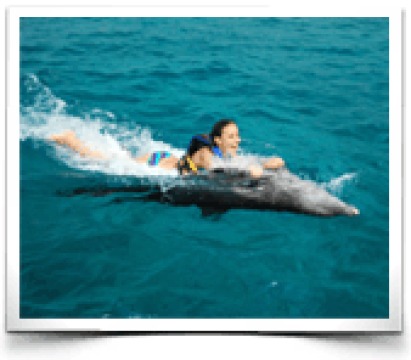 Dolphin Discovery