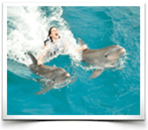 Dolphin Discovery