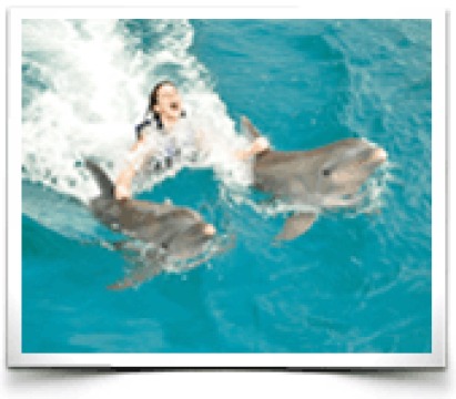 Dolphin Discovery